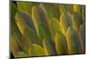 Buffon's Macaw Wing Feather Design-Darrell Gulin-Mounted Photographic Print