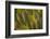 Buffon's Macaw Wing Feather Design-Darrell Gulin-Framed Photographic Print