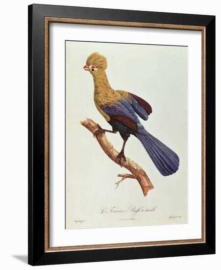 Buffon's Touraco-Jacques Barraband-Framed Giclee Print