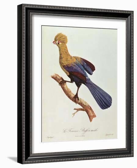 Buffon's Touraco-Jacques Barraband-Framed Giclee Print