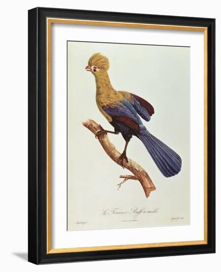 Buffon's Touraco-Jacques Barraband-Framed Giclee Print