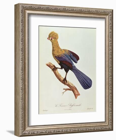 Buffon's Touraco-Jacques Barraband-Framed Giclee Print