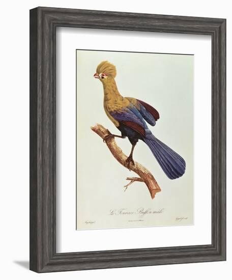 Buffon's Touraco-Jacques Barraband-Framed Giclee Print