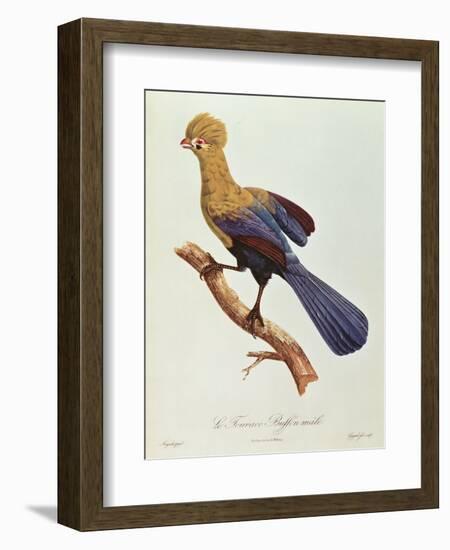 Buffon's Touraco-Jacques Barraband-Framed Giclee Print