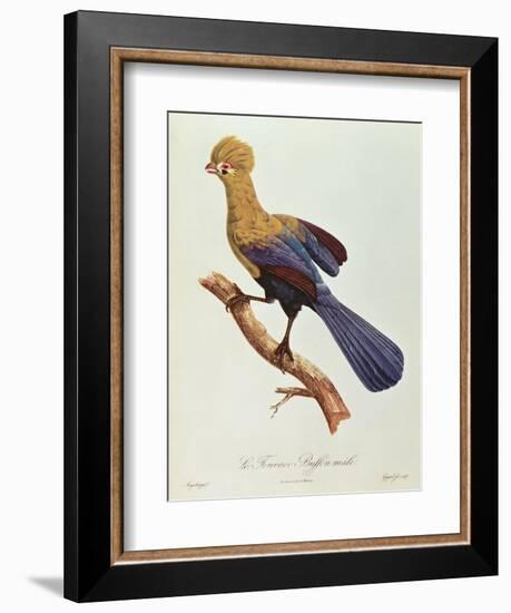 Buffon's Touraco-Jacques Barraband-Framed Giclee Print