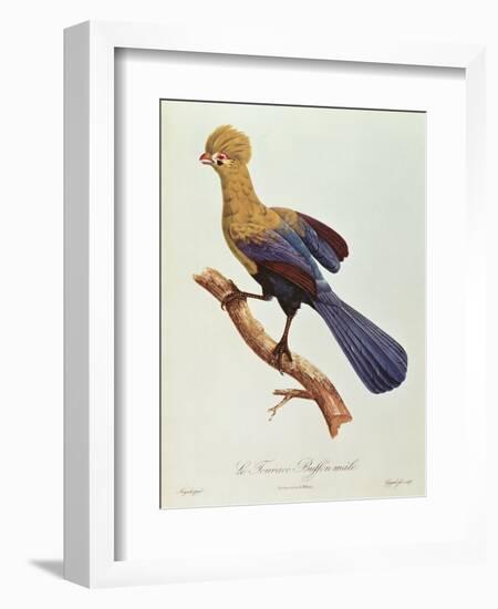 Buffon's Touraco-Jacques Barraband-Framed Giclee Print