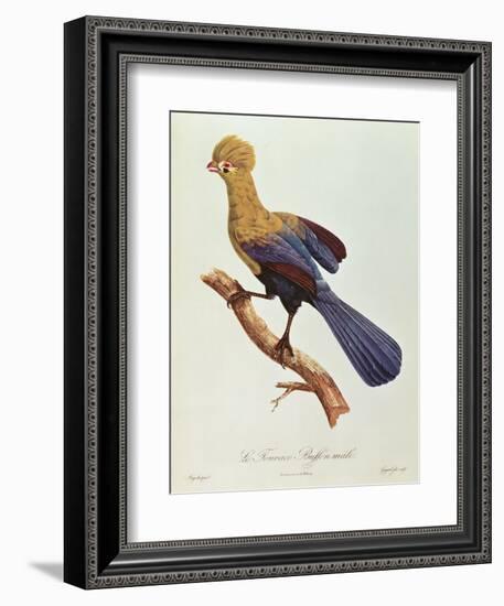 Buffon's Touraco-Jacques Barraband-Framed Giclee Print