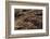 Bufo Asper (River Toad, Kodok Puru Besar)-Paul Starosta-Framed Photographic Print