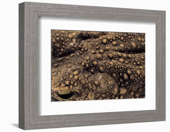 Bufo Asper (River Toad, Kodok Puru Besar)-Paul Starosta-Framed Photographic Print