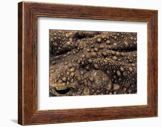 Bufo Asper (River Toad, Kodok Puru Besar)-Paul Starosta-Framed Photographic Print