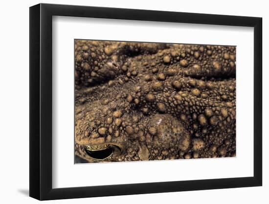 Bufo Asper (River Toad, Kodok Puru Besar)-Paul Starosta-Framed Photographic Print