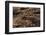 Bufo Asper (River Toad, Kodok Puru Besar)-Paul Starosta-Framed Photographic Print