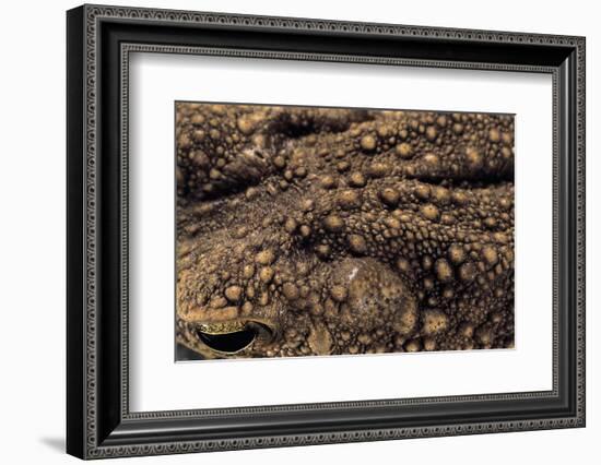 Bufo Asper (River Toad, Kodok Puru Besar)-Paul Starosta-Framed Photographic Print