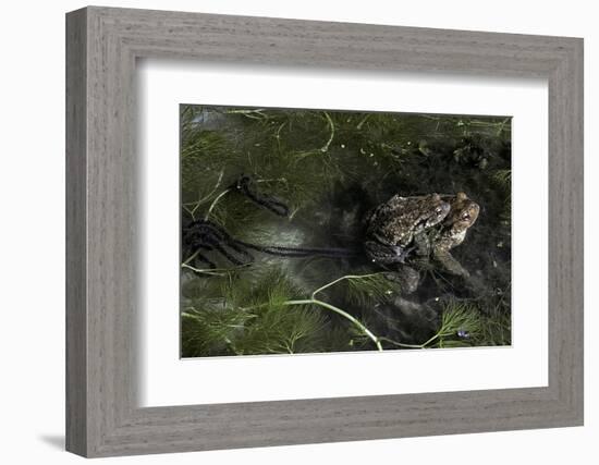 Bufo Bufo (European Toad, Common Toad) - Mating-Paul Starosta-Framed Photographic Print