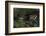 Bufo Bufo (European Toad, Common Toad) - Mating-Paul Starosta-Framed Photographic Print