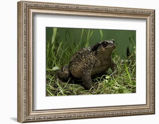 Bufo Bufo (European Toad, Common Toad)-Paul Starosta-Framed Photographic Print