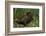 Bufo Bufo (European Toad, Common Toad)-Paul Starosta-Framed Photographic Print