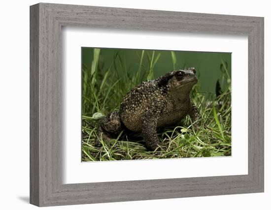 Bufo Bufo (European Toad, Common Toad)-Paul Starosta-Framed Photographic Print