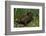 Bufo Bufo (European Toad, Common Toad)-Paul Starosta-Framed Photographic Print