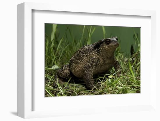 Bufo Bufo (European Toad, Common Toad)-Paul Starosta-Framed Photographic Print