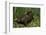 Bufo Bufo (European Toad, Common Toad)-Paul Starosta-Framed Photographic Print