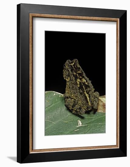 Bufo Sp.-Paul Starosta-Framed Photographic Print