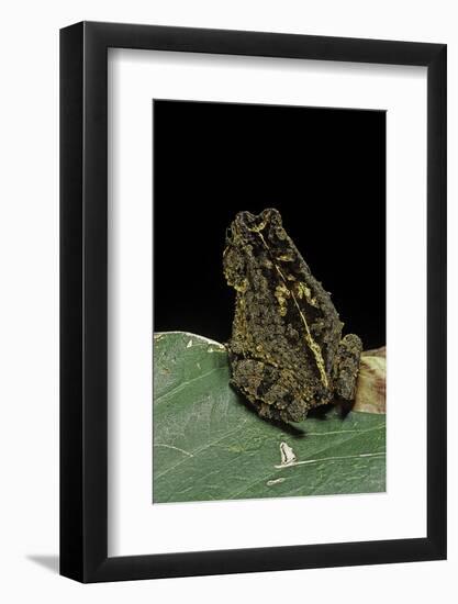 Bufo Sp.-Paul Starosta-Framed Photographic Print
