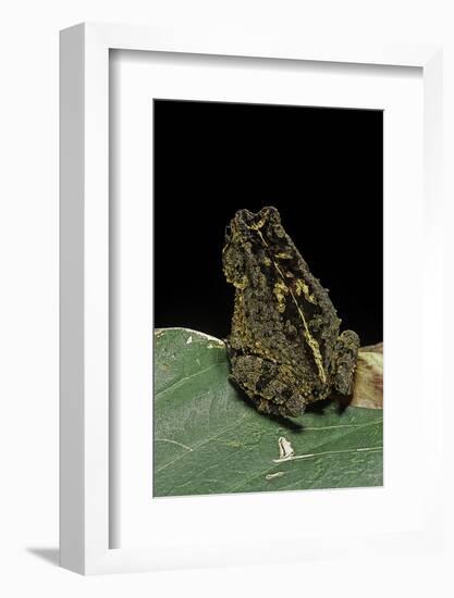 Bufo Sp.-Paul Starosta-Framed Photographic Print