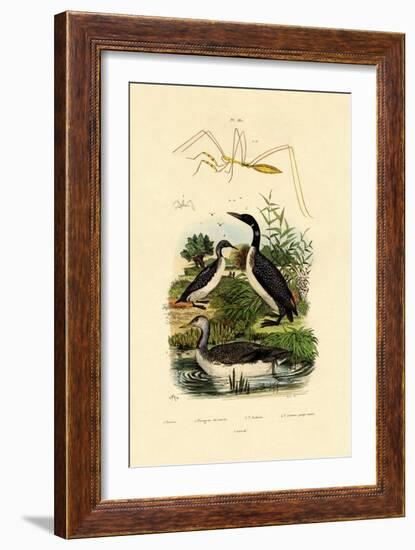 Bug, 1833-39-null-Framed Giclee Print