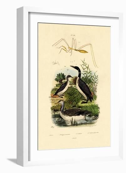 Bug, 1833-39-null-Framed Giclee Print