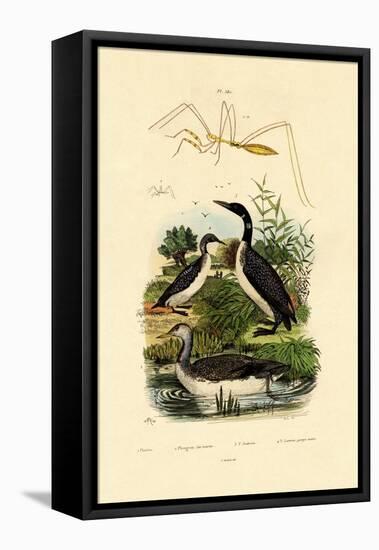 Bug, 1833-39-null-Framed Premier Image Canvas