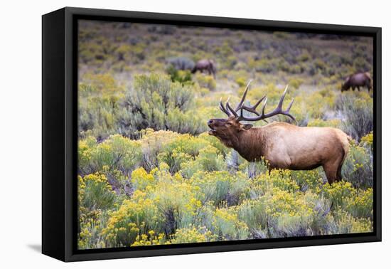 Bugling elk in Yellowstone-Belinda Shi-Framed Premier Image Canvas