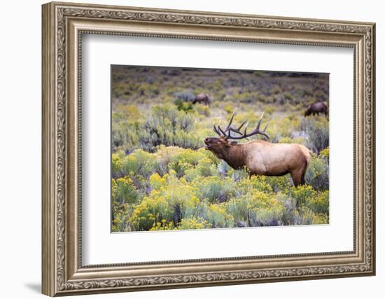 Bugling elk in Yellowstone-Belinda Shi-Framed Photographic Print