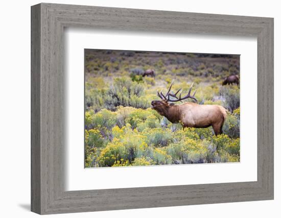 Bugling elk in Yellowstone-Belinda Shi-Framed Photographic Print