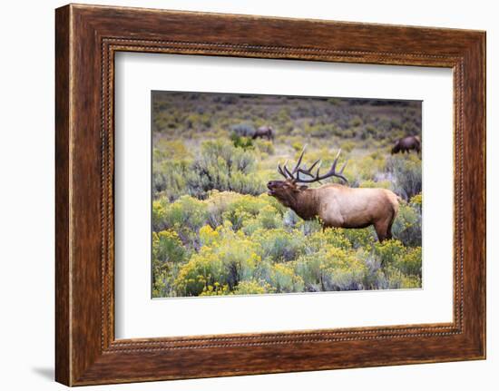 Bugling elk in Yellowstone-Belinda Shi-Framed Photographic Print