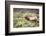 Bugling elk in Yellowstone-Belinda Shi-Framed Photographic Print