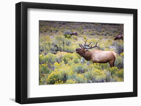 Bugling elk in Yellowstone-Belinda Shi-Framed Photographic Print
