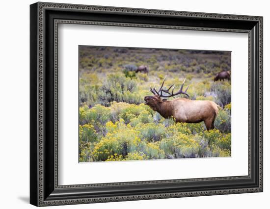 Bugling elk in Yellowstone-Belinda Shi-Framed Photographic Print