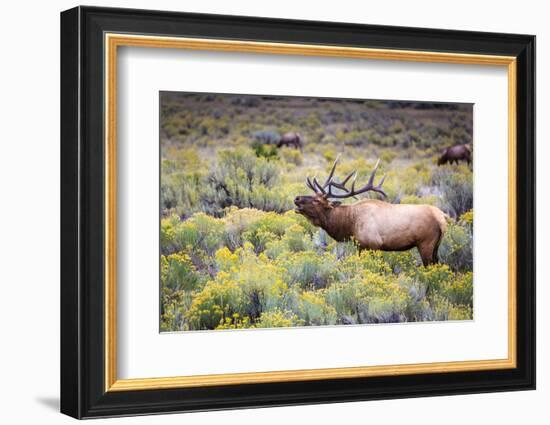 Bugling elk in Yellowstone-Belinda Shi-Framed Photographic Print