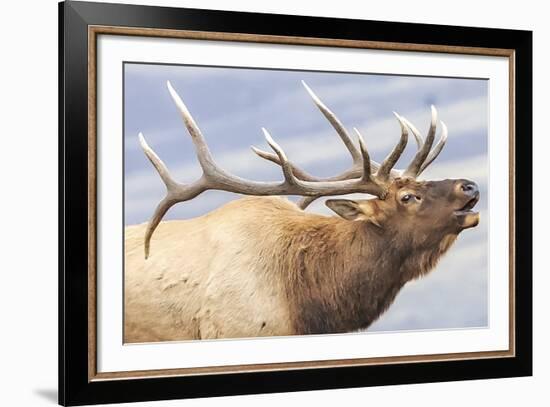 Bugling Elk-null-Framed Giclee Print