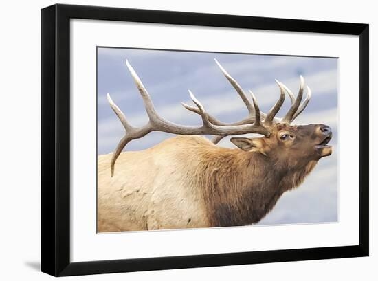 Bugling Elk-null-Framed Giclee Print