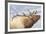 Bugling Elk-null-Framed Giclee Print