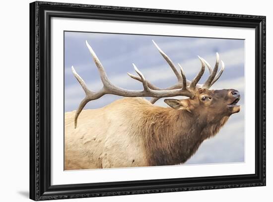 Bugling Elk-null-Framed Giclee Print