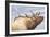 Bugling Elk-null-Framed Giclee Print