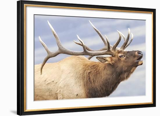 Bugling Elk-null-Framed Giclee Print