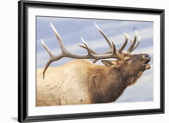 Bugling Elk-Wink Gaines-Framed Giclee Print