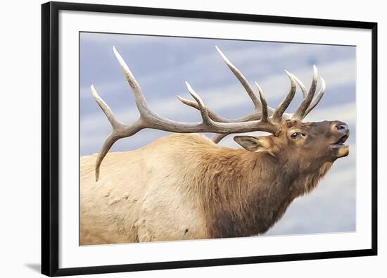 Bugling Elk-Wink Gaines-Framed Giclee Print