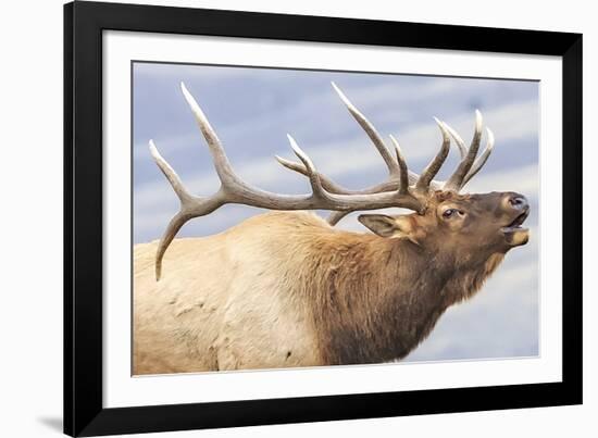 Bugling Elk-Wink Gaines-Framed Giclee Print