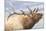 Bugling Elk-Wink Gaines-Mounted Giclee Print