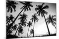 Photographic Print